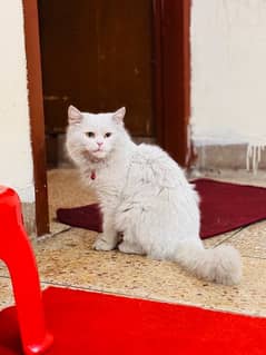 persian