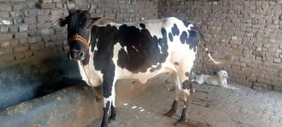 cow