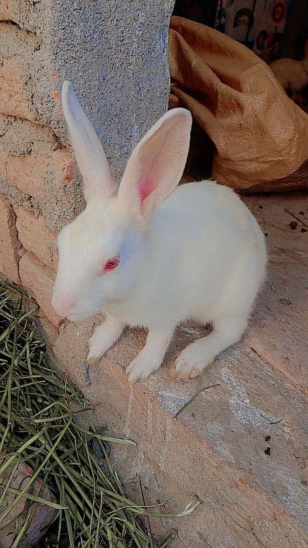 rabbit 0