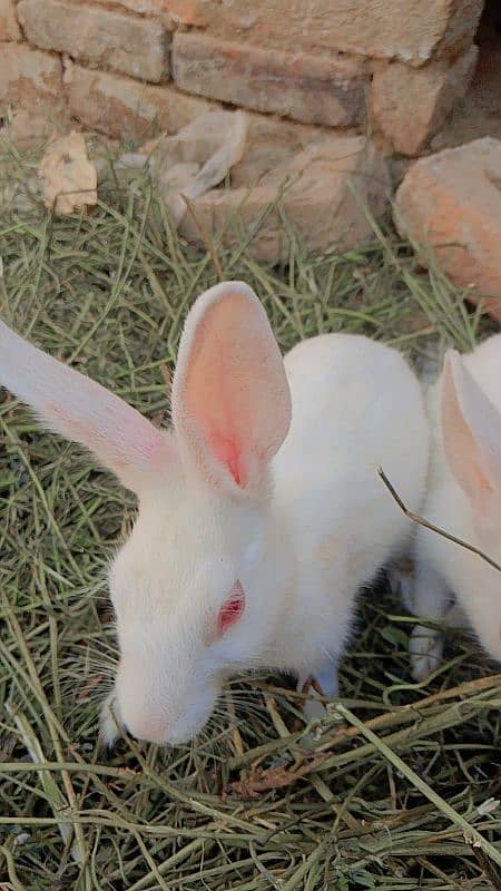 rabbit 1