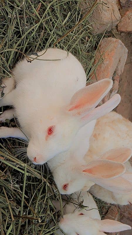 rabbit 2