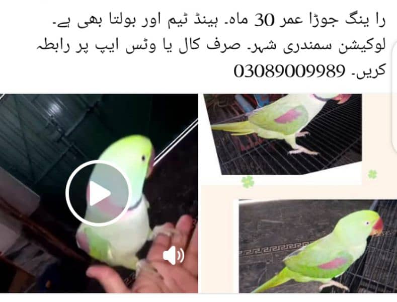 raw parrot young pair male and female 0