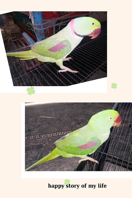 raw parrot young pair male and female 1