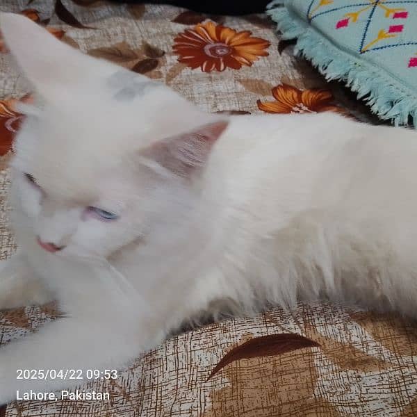 cat for sell 0