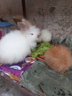 Rabbits with 1 bunny