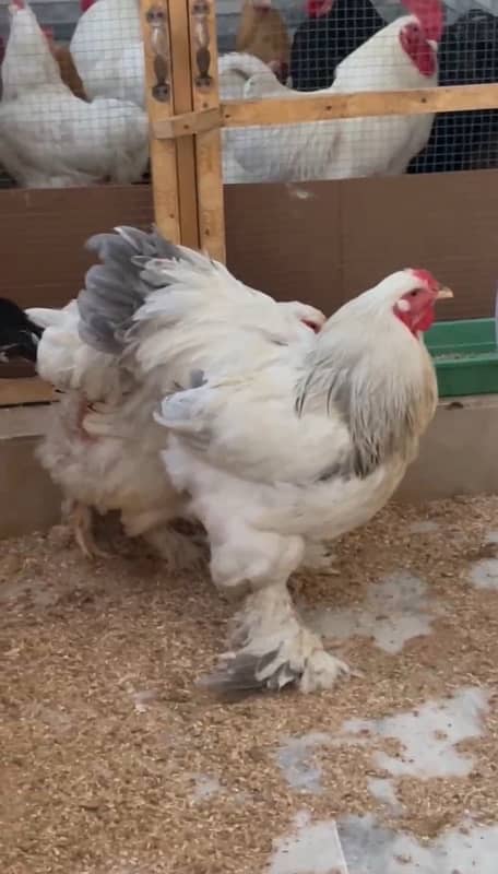 Light brahma female and blue columbian brahma male 0