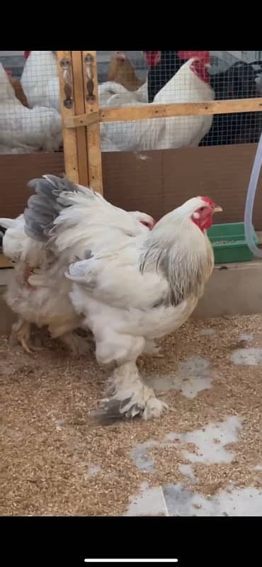 Light brahma female and blue columbian brahma male 1