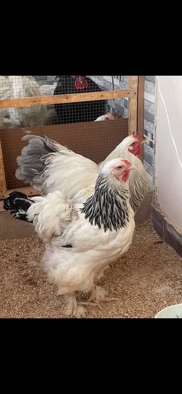 Light brahma female and blue columbian brahma male 4