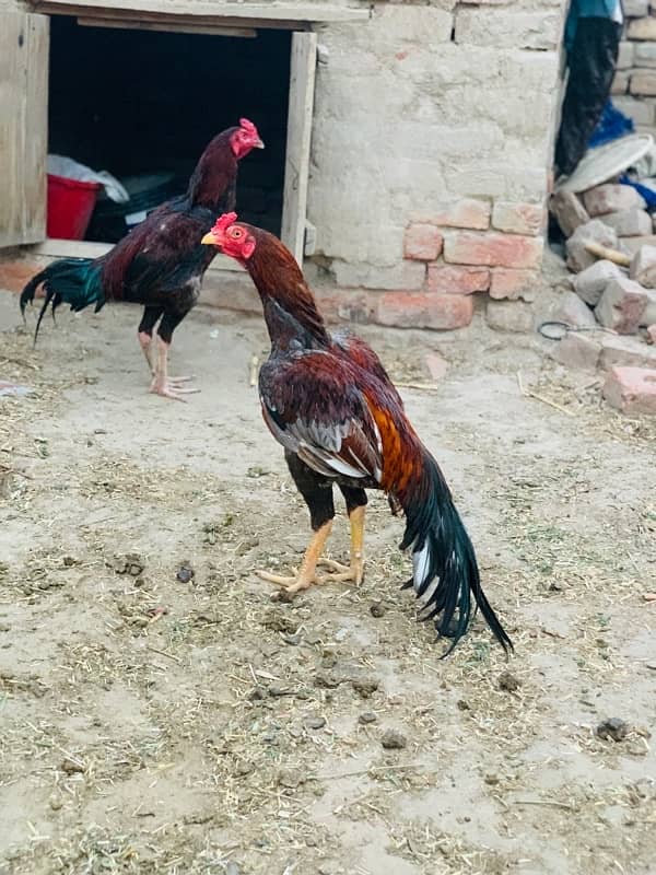 aseel patha 3