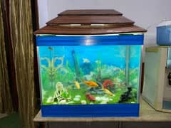 Aquarium with all accessories and Despenser and Filtration system.