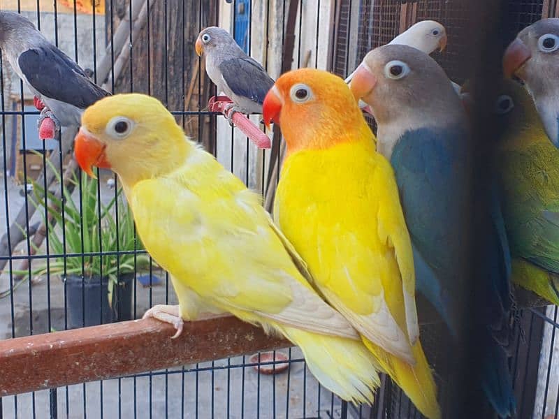 Albino red eyes 5