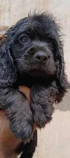 American cocker Sapanile  pedigree with micro chipped and document