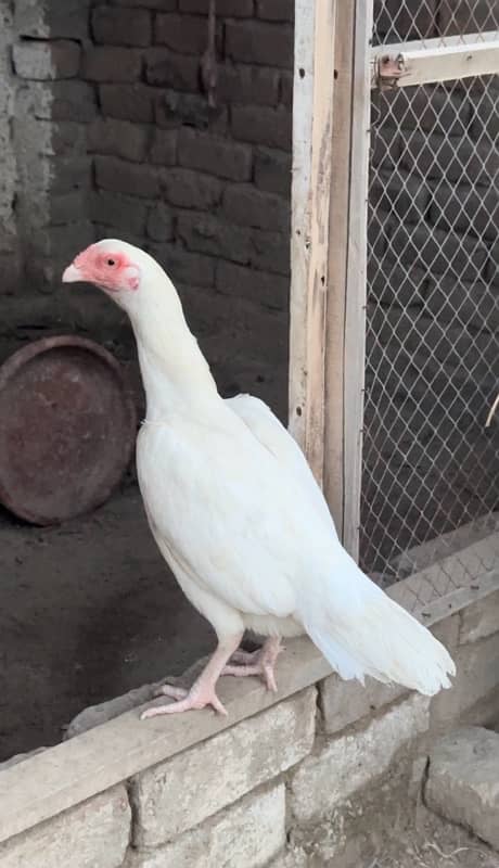 Heera white madi 0