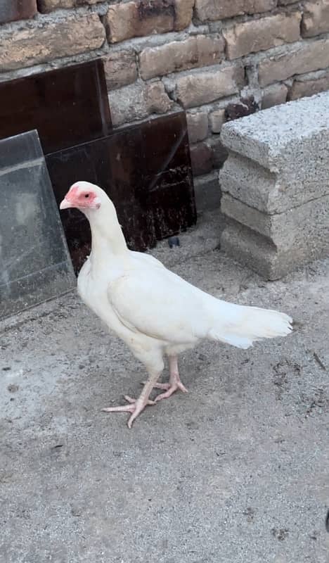 Heera white madi 2