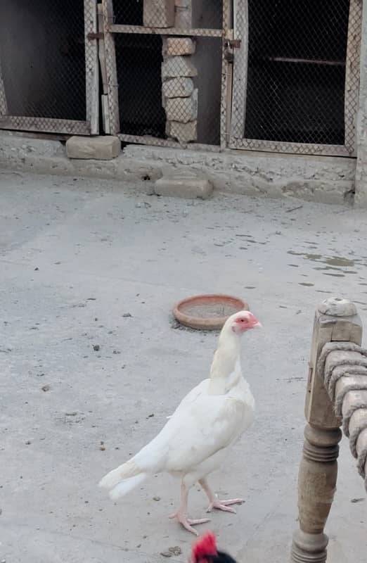 Heera white madi 3