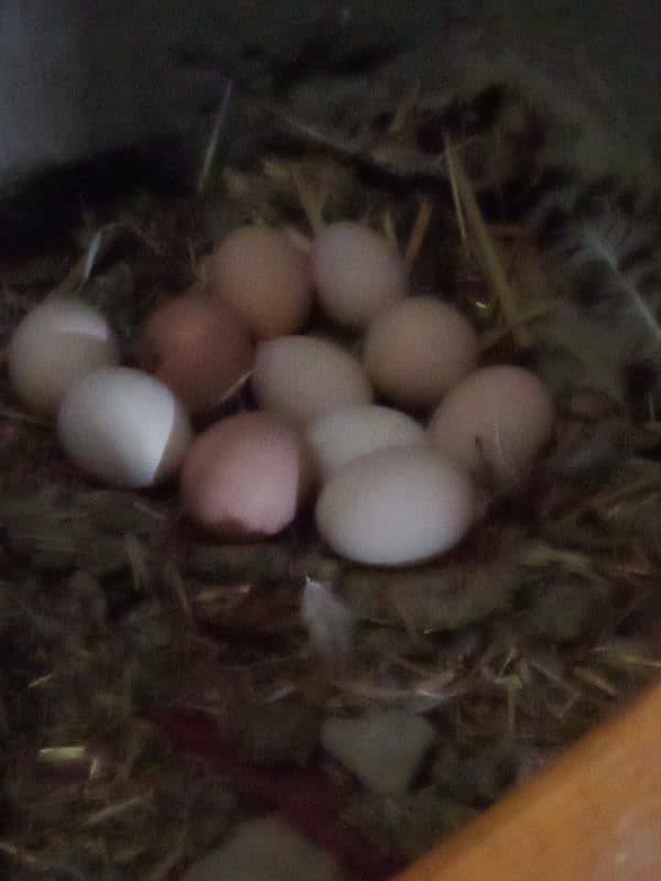 Australorp Rooster 7