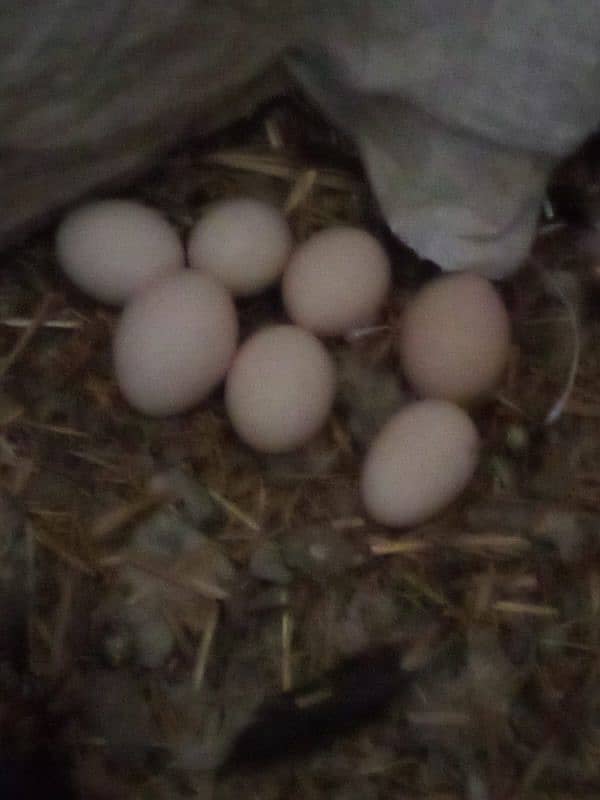 Australorp Rooster 8