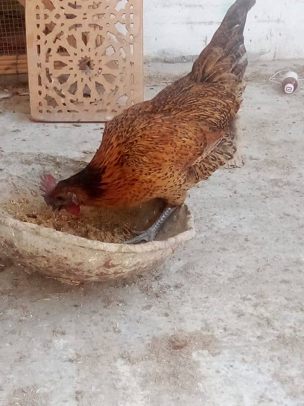 Australorp Rooster 9
