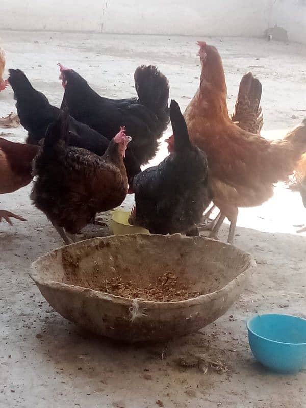 Australorp Rooster 12