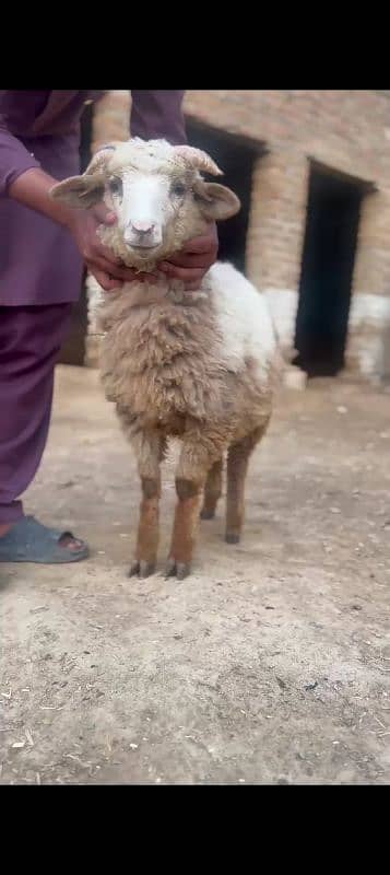 7 Sheeps 1