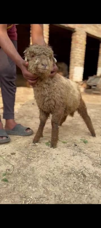 7 Sheeps 2