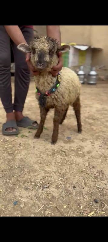 7 Sheeps 3