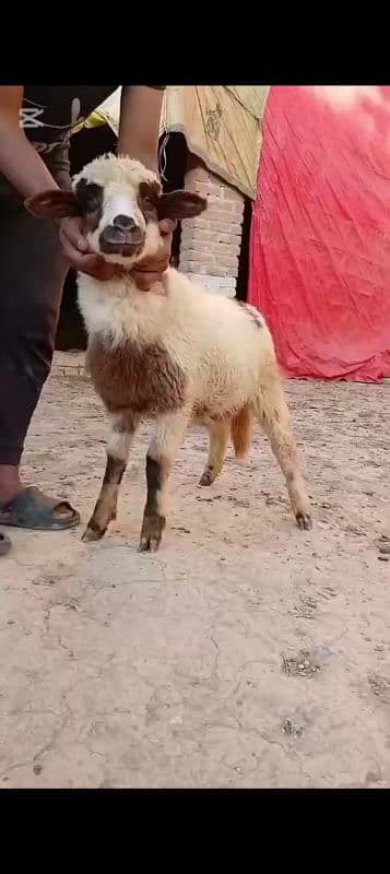 7 Sheeps 4