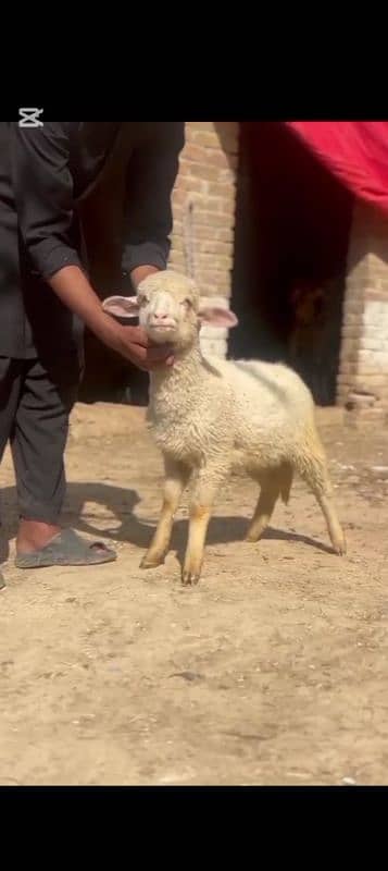 7 Sheeps 5