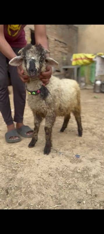 7 Sheeps 6