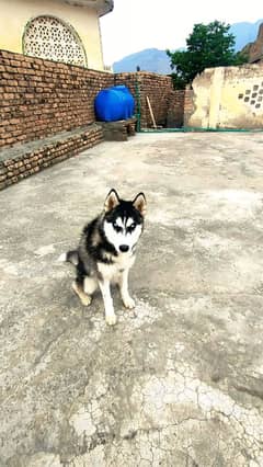 pure Siberian husky