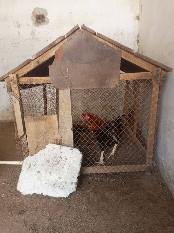 Murga+ murgi +cabinet  For Sale 4
