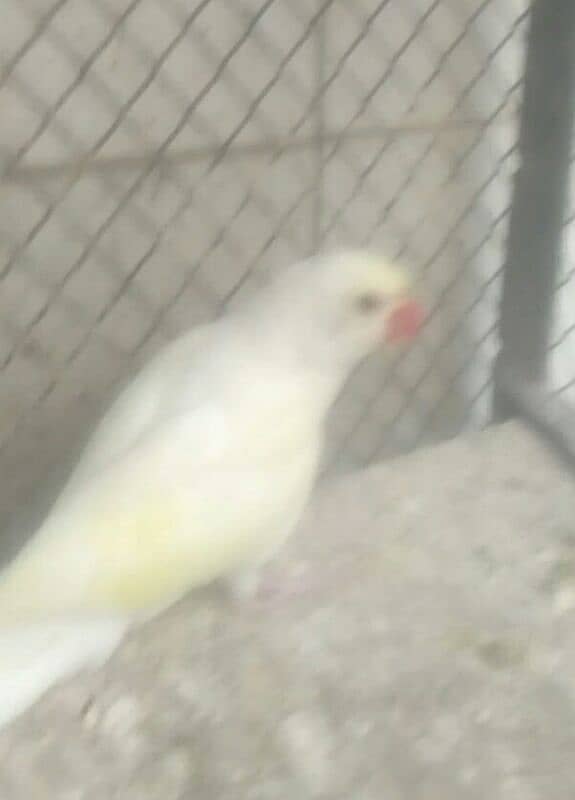 parrots 0