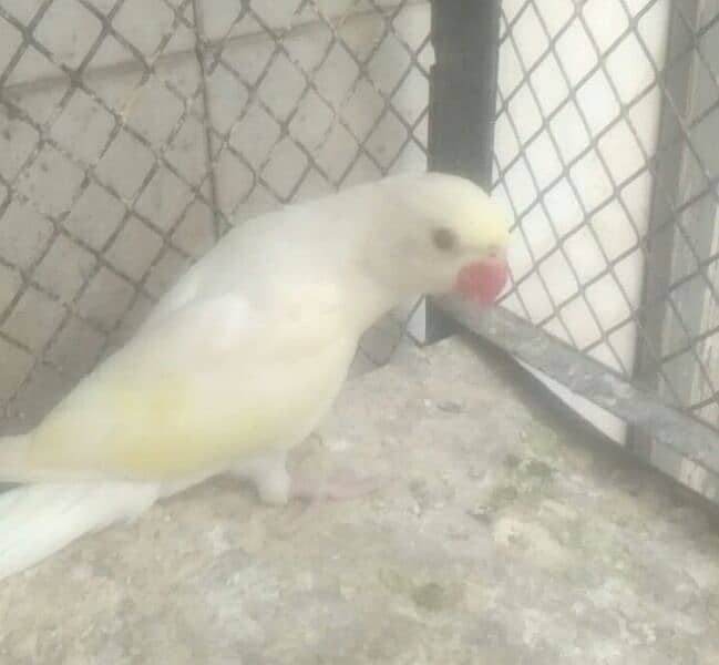parrots 1