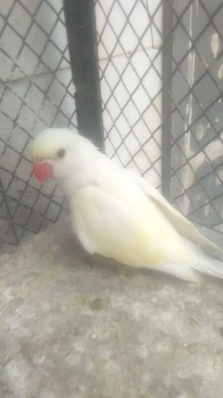 parrots 2