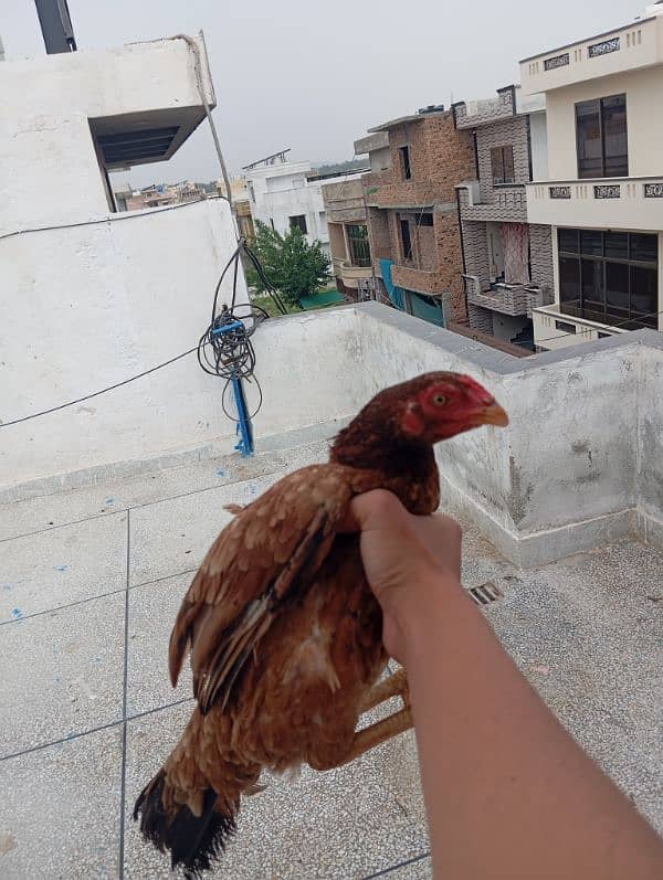 aseel madi 1