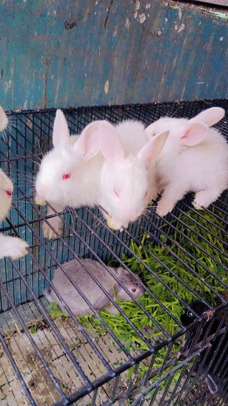 Red eyes rabbit Bunny and black eyes 1