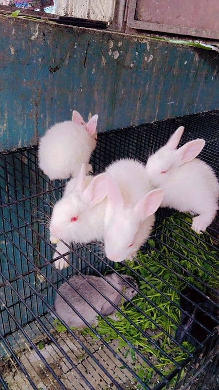 Red eyes rabbit Bunny and black eyes 2