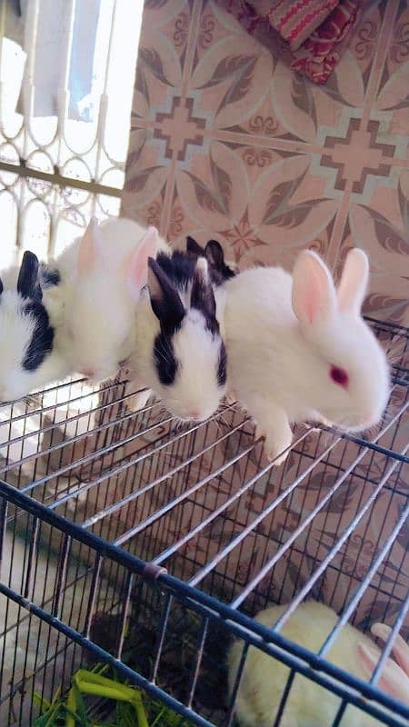 Red eyes rabbit Bunny and black eyes 3