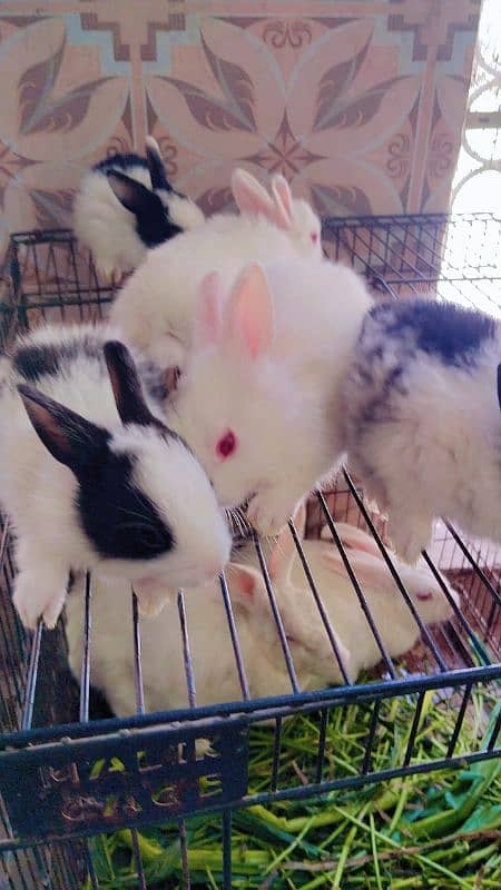 Red eyes rabbit Bunny and black eyes 4