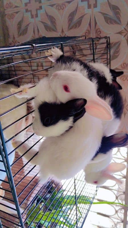 Red eyes rabbit Bunny and black eyes 5