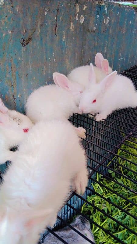 Red eyes rabbit Bunny and black eyes 6