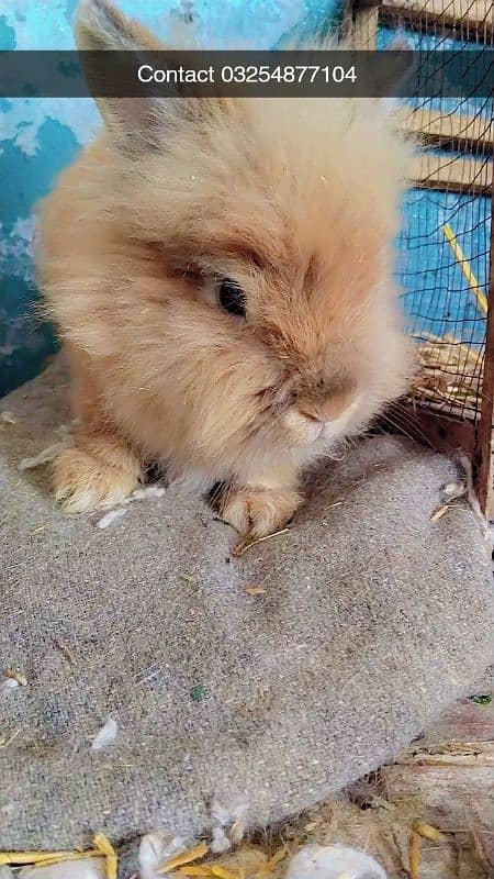 Red eyes rabbit Bunny and black eyes 7