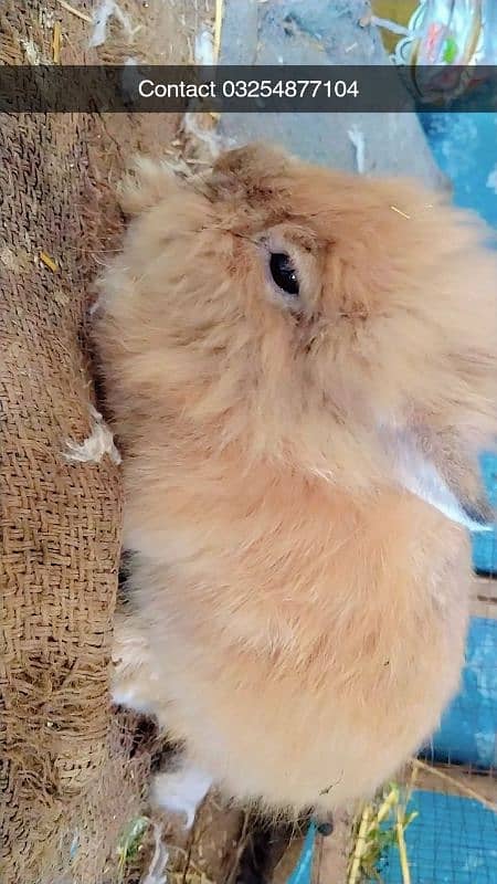 Red eyes rabbit Bunny and black eyes 9