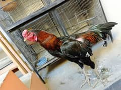 Japanese shamo. . shamo male . male big size male