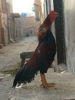 Lakha