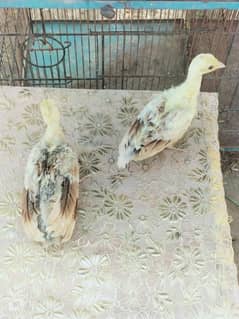 peacock chiks