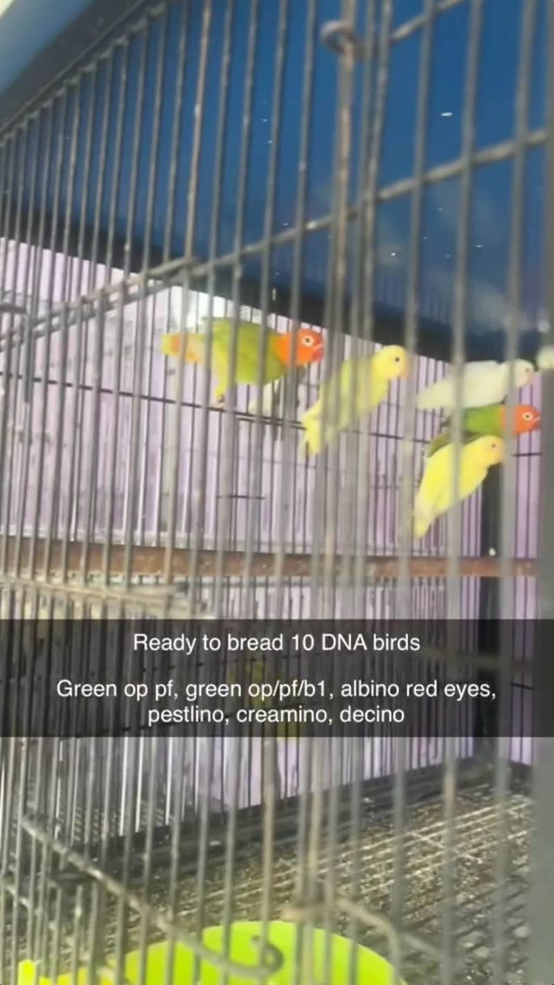 Albino, creamino, decino, pestelino, 0