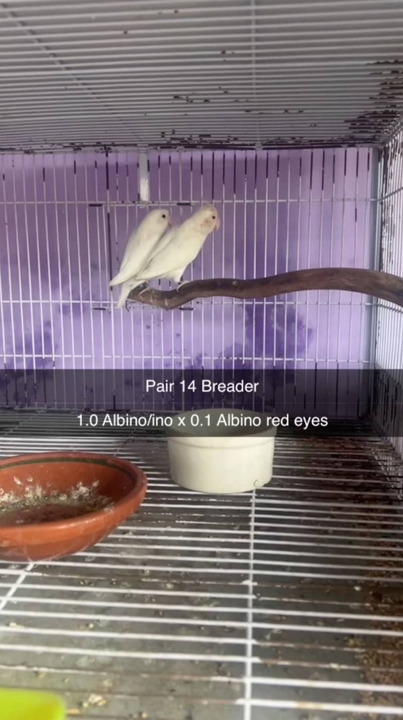 Albino, creamino, decino, pestelino, 3
