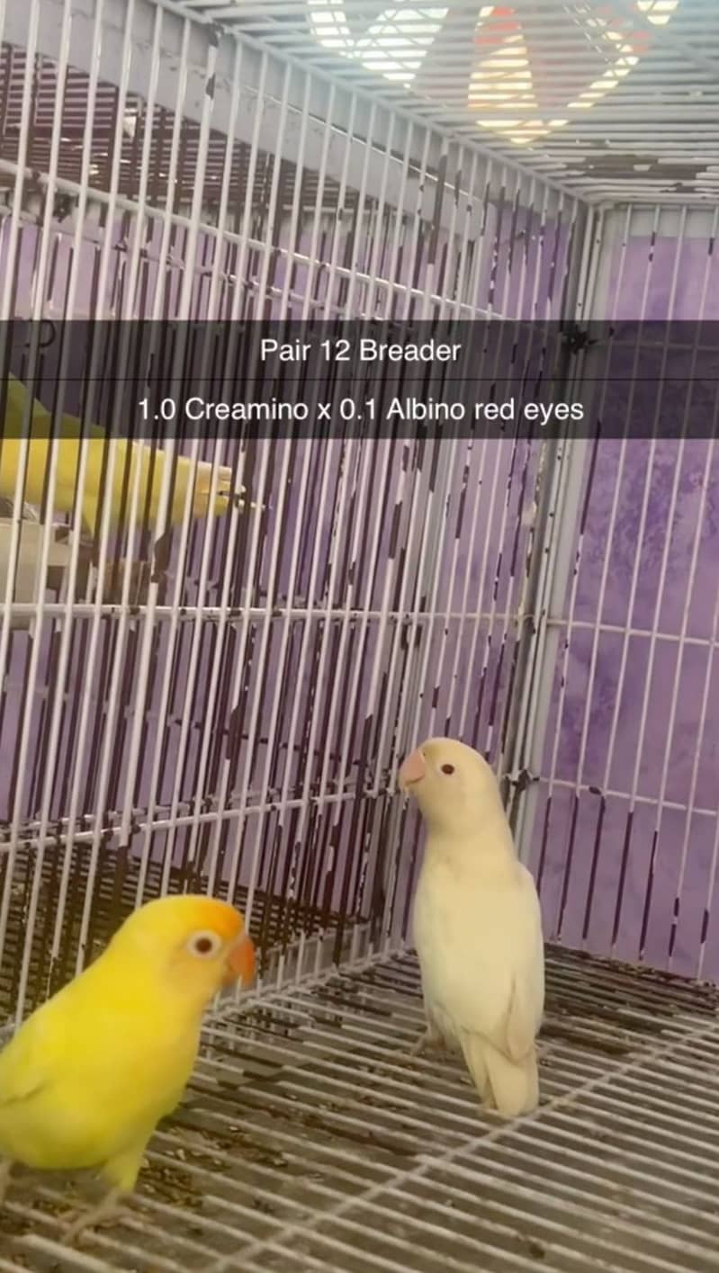 Albino, creamino, decino, pestelino, 5