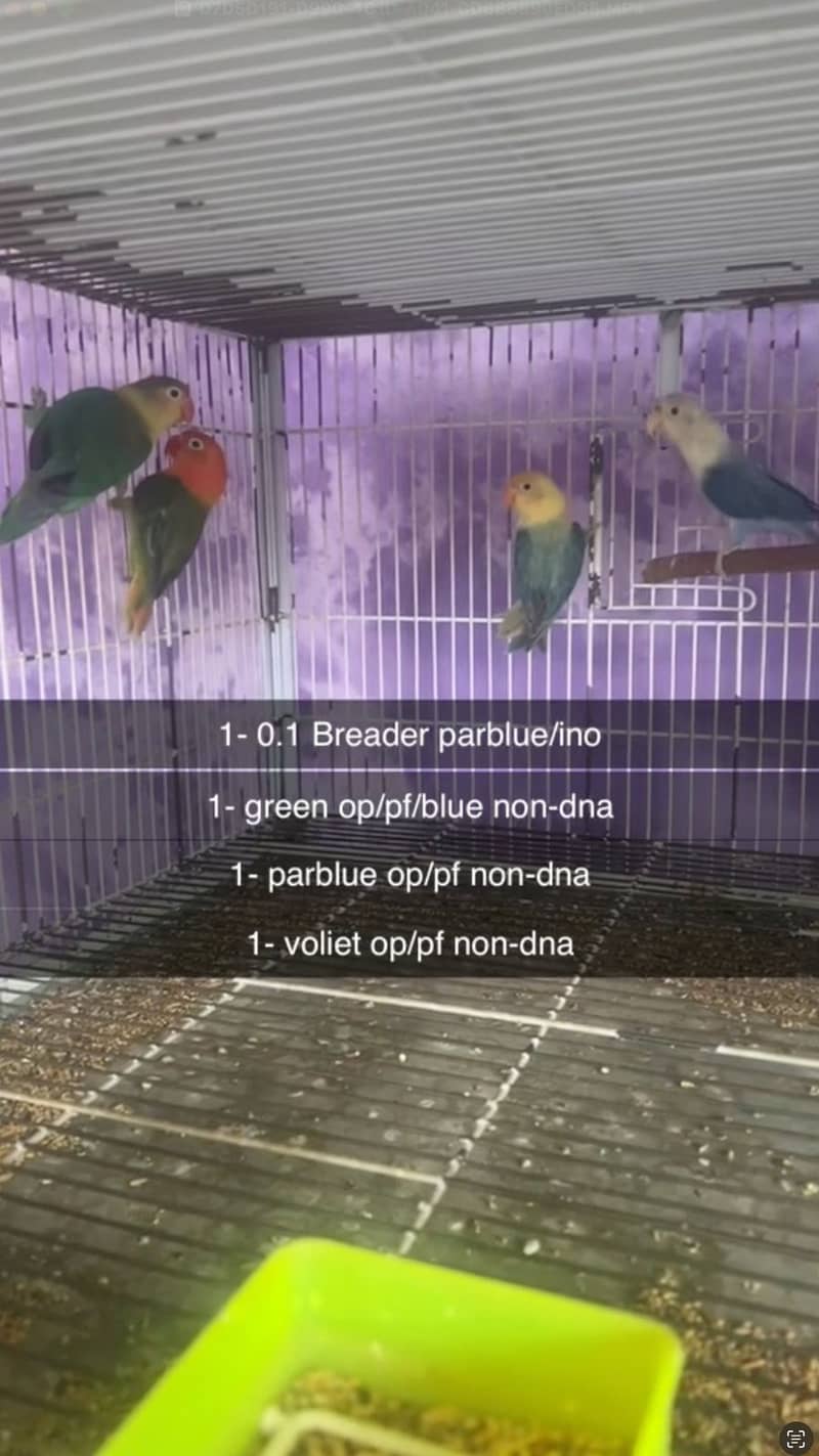 Albino, creamino, decino, pestelino, 7